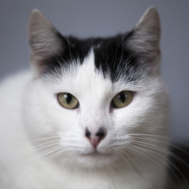 Ein Porträt einer schwarz-weißen Japanese Bobtail