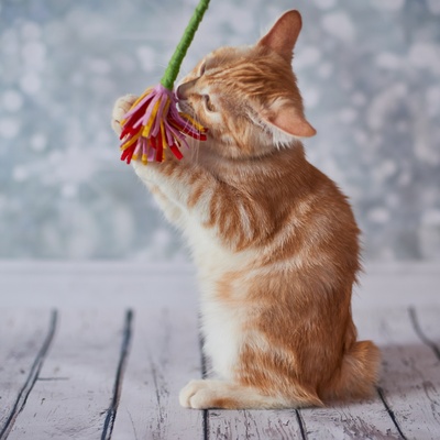 an American Bobtail playing with a cat game