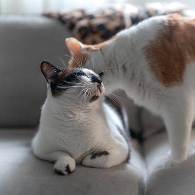 deux bobtail japonais qui se font la toilette