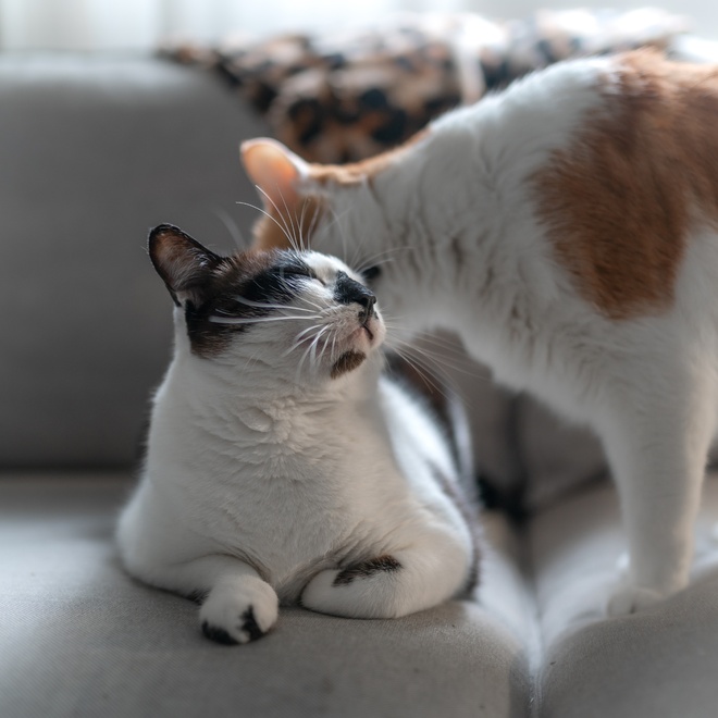 Zwei Japanese Bobtails, die sich gegenseitig putzen