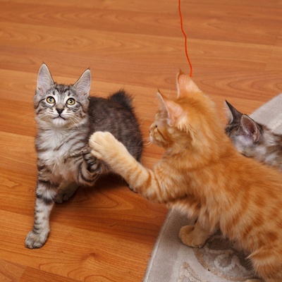 an American Bobtail giving a paw to another cat
