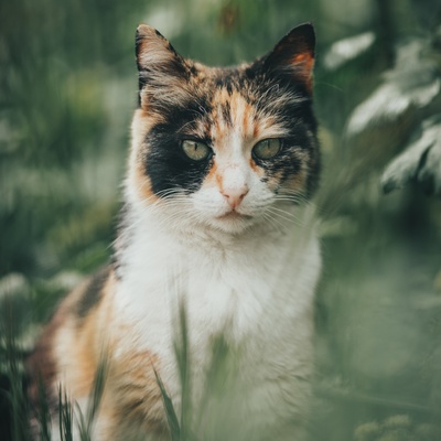 un bobtail japonais entouré de plantes