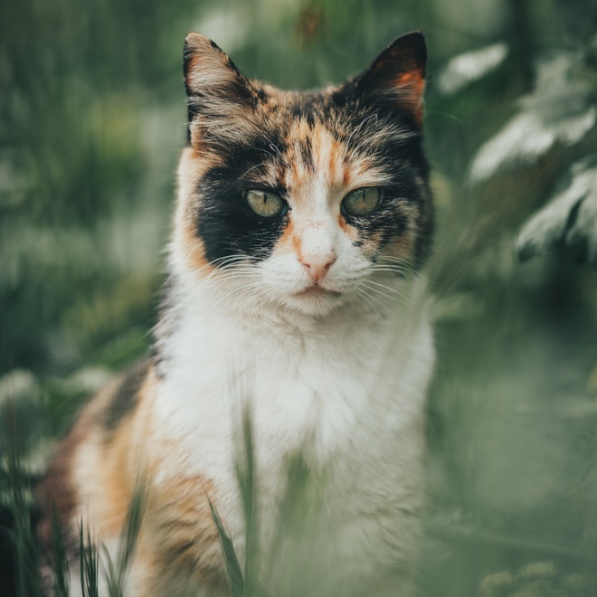 Eine Japanese Bobtail, umgeben von Pflanzen