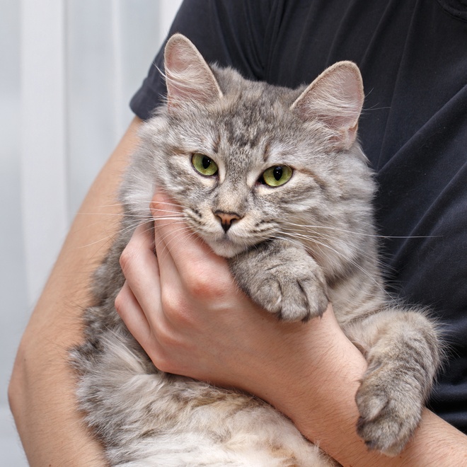 Eine American Bobtail in den Armen ihres Besitzers