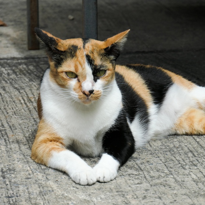 Eine Japanese Bobtail, die auf einem grauen Teppich liegt