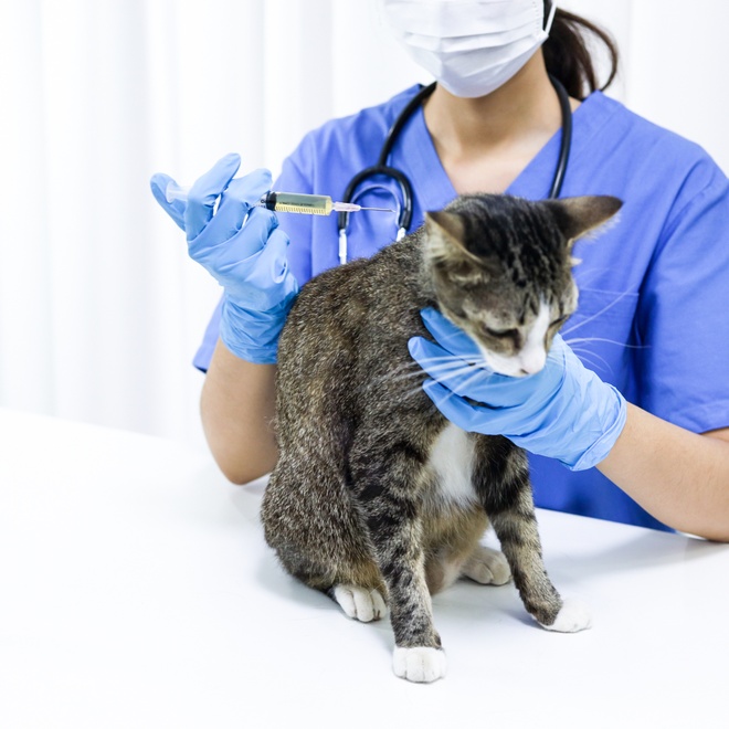 Eine Japanese Bobtail beim Tierarzt, die eine Spritze bekommt