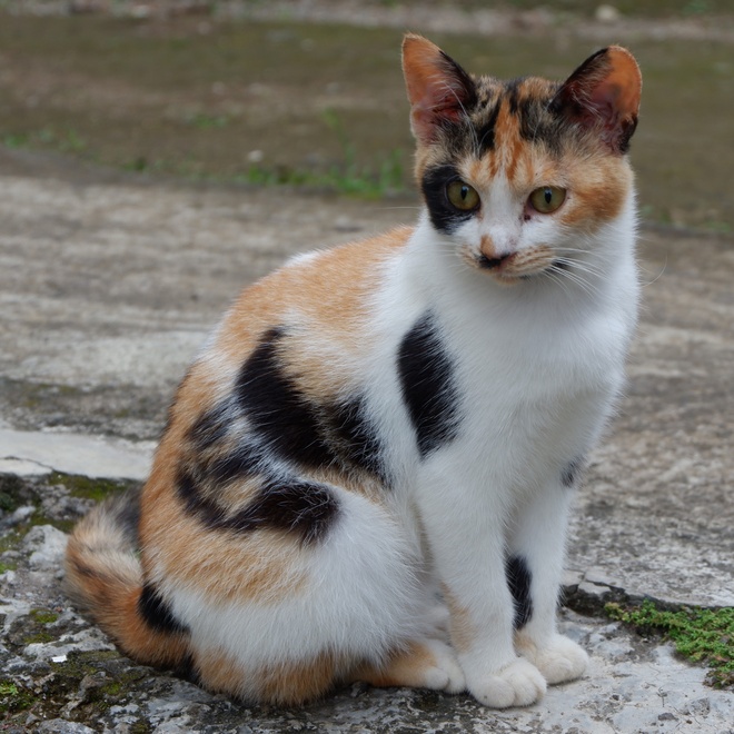 Ein Japanese Bobtail Kätzchen