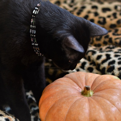 an American Bobtail looking at a pumpkin