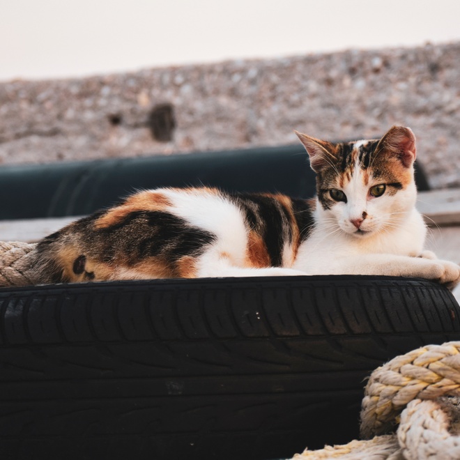 Eine Japanese Bobtail in ihrem Korb