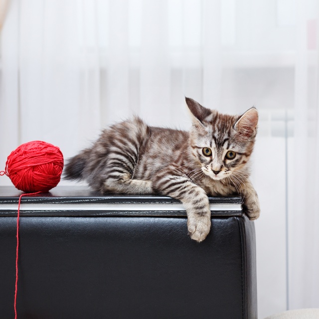 un bobtail japonais sur un meuble près d'une pelote de laine