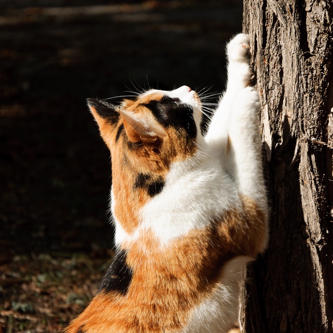Eine Japanese Bobtail, die an einem Baum kratzt