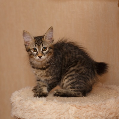 an American Bobtail kitten