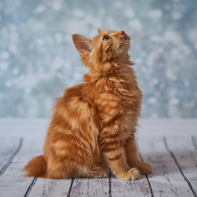 an American Bobtail sitting looking towards the ceiling