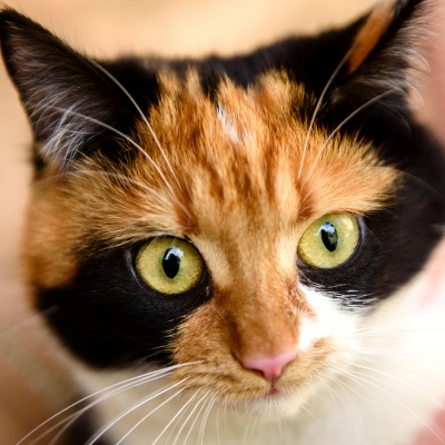 portrait d'un bobtail japonais