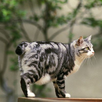 a Bobtail with a tabby coat standing on a piece of furniture