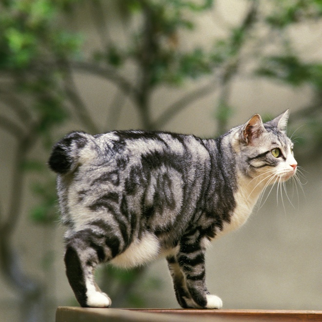 Eine Japanese Bobtail steht auf einem Tisch