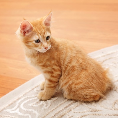 an American Bobtail kitten sitting on a carpet