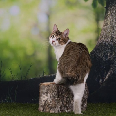 un bobtail japonais qui monte sur un tronc