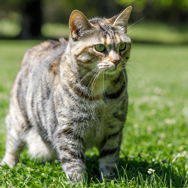 Eine kleine Japanese Bobtail auf dem Rasen