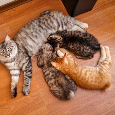 an American Bobtail surrounded by its little kittens