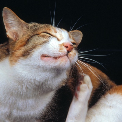 un bobtail japonais qui fait sa toilette