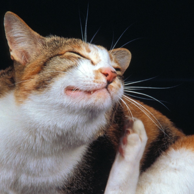Eine Japanese Bobtail, die sich am Kopf kratzt