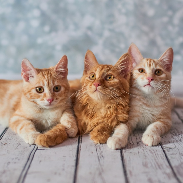 trois petits chatons cote a cote