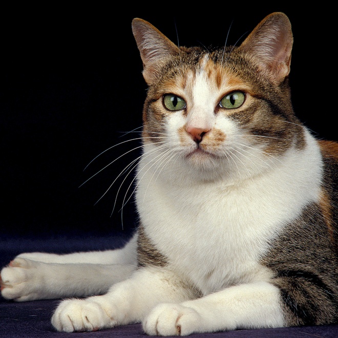Eine liegende Japanese Bobtail