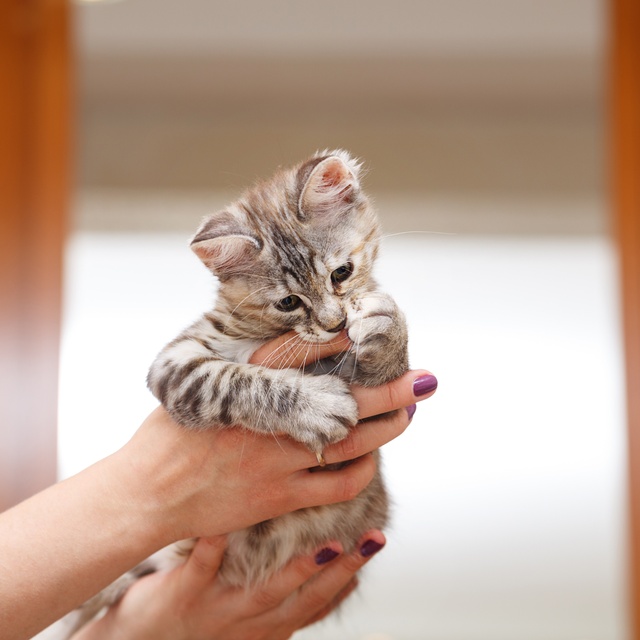 un chaton bobtail japonais dans les bras de son/sa propriétaire