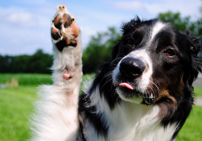 https://d128mjo55rz53e.cloudfront.net/media/images/border-collie-doing-trick.width-660.format-jpeg.jpg