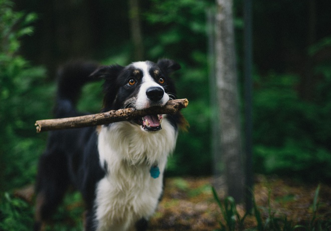 Un Border Collie joue avec un baton