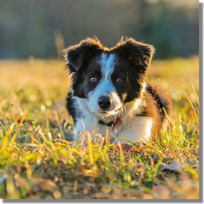A Border Collie sitting on the grass