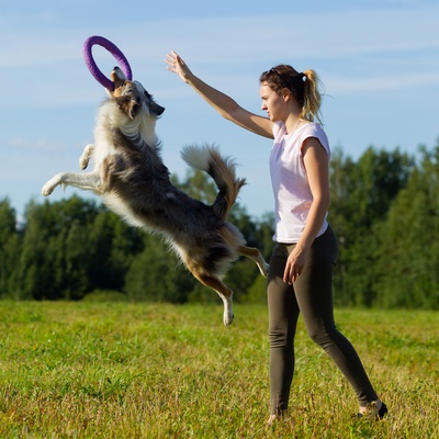 a border collie playing with its owner