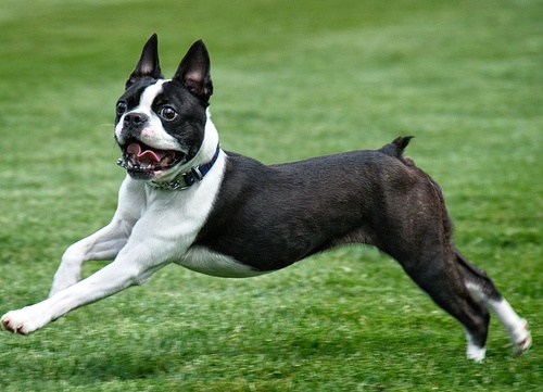 Ein Boston Terrier rennt durch das Gras
