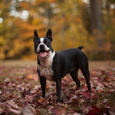 un boston terrier dans la forêt