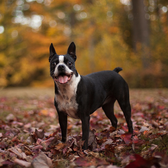 Ein Boston Terrier im Wald