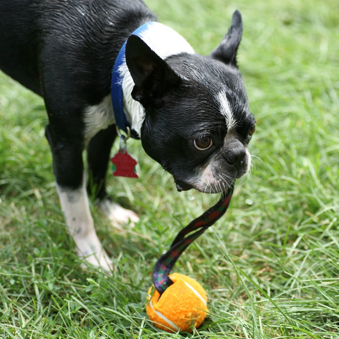 un boston terrier qui joue avec une balle
