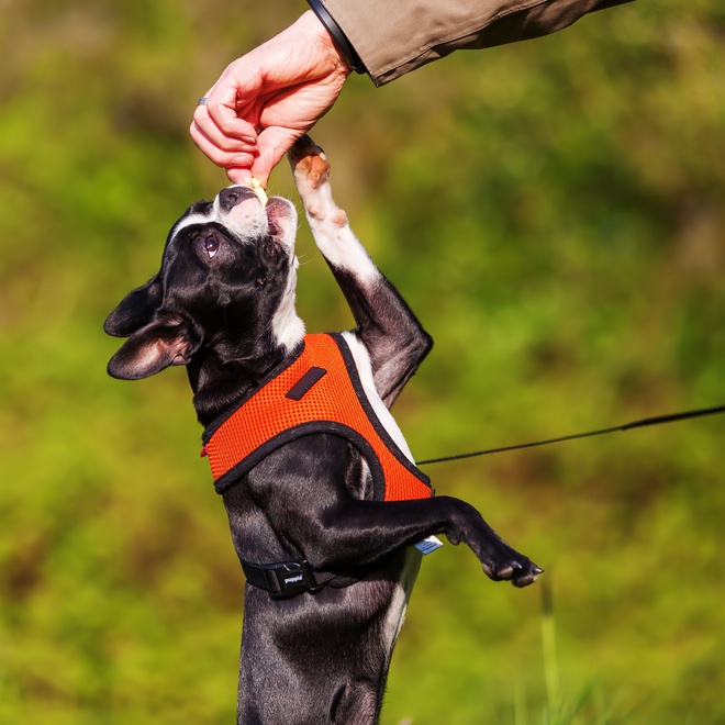 un boston terrier qui joue avec son/sa propriétaire