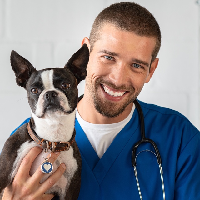 Ein Boston Terrier in den Armen eines Tierarztes