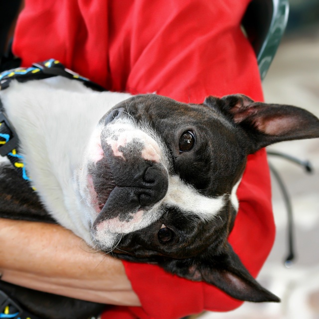 Ein Boston Terrier in den Armen seines Besitzers