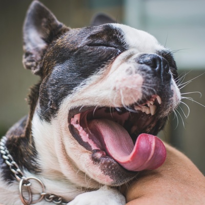 un boston terrier qui baille