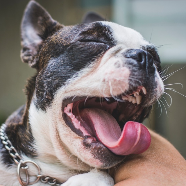 Ein gähnender Boston Terrier