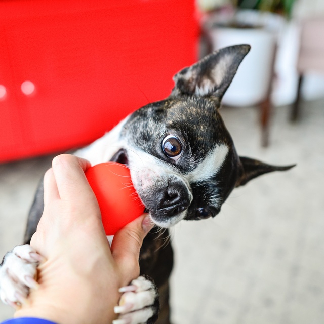 Ein junger Boston Terrier spielt mit seinem Besitzer