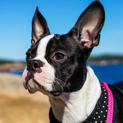 portrait d'un boston terrier