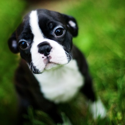 portrait d'un boston terrier jeune