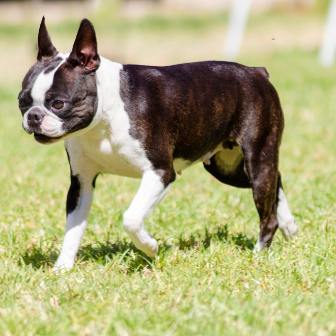 un boston terrier marchant dans l'herbe