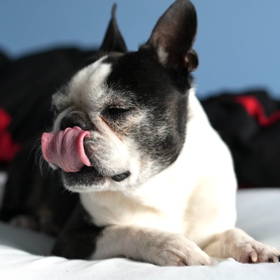 un boston terrier qui se lèche la bouche