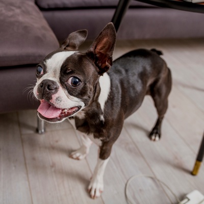 un boston terrier qui sourit