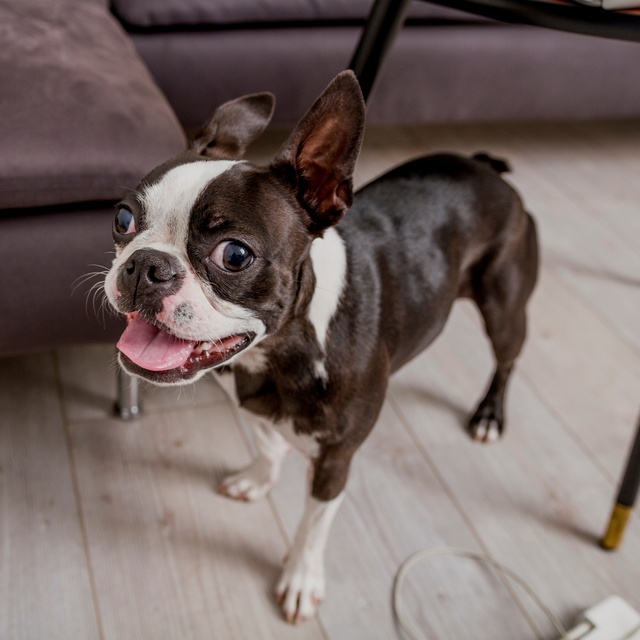Ein lächelnder Boston Terrier