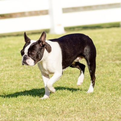 un boston terrier qui marche dans l'herbe